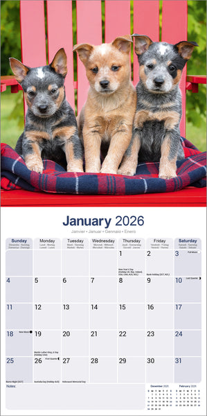 Australian Cattle Dog Kalender 2026