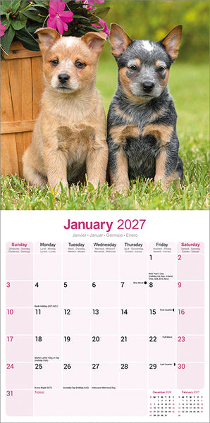 Australian Cattle Dog Kalender 2027