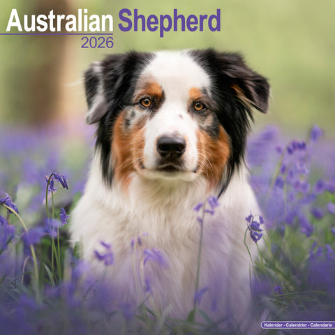 Australian Shephard Kalender 2026