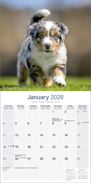 Australian Shephard Kalender 2026