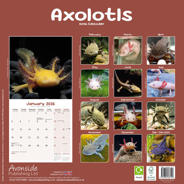 Axolotls Kalender 2026