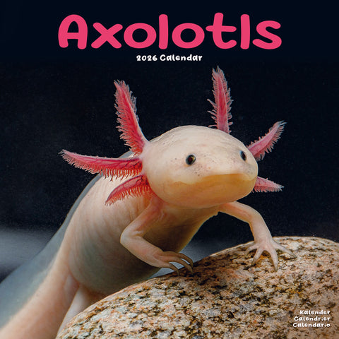 Axolotls Kalender 2026