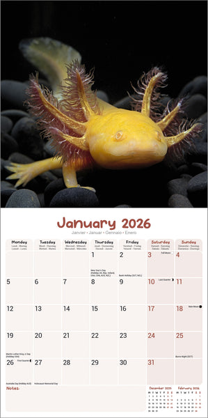 Axolotls Kalender 2026