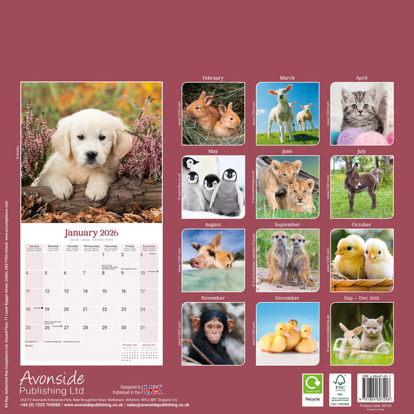 Baby Animals Kalender 2026