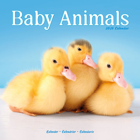 Baby Animals Kalender 2026