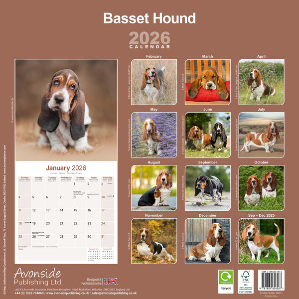 Basset Hound Kalender 2026