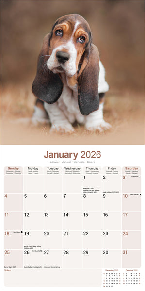 Basset Hound Kalender 2026