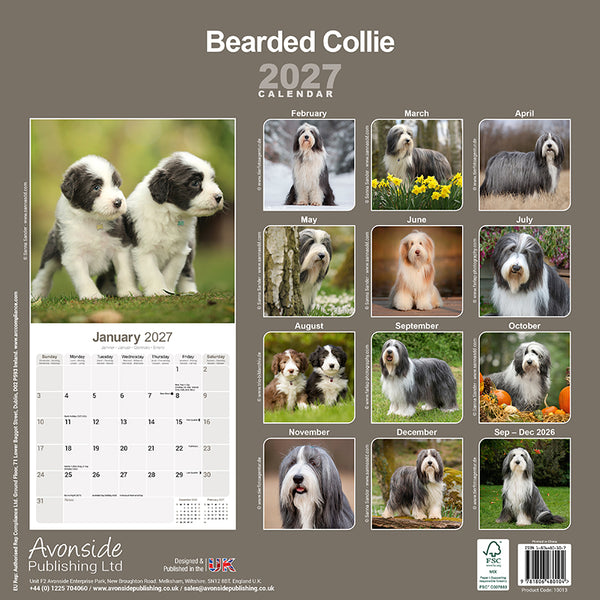 Bearded Collie Kalender 2027