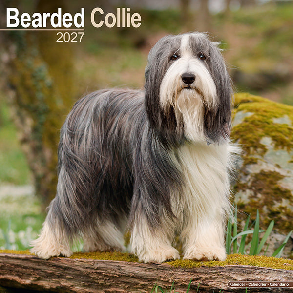 Bearded Collie Kalender 2027