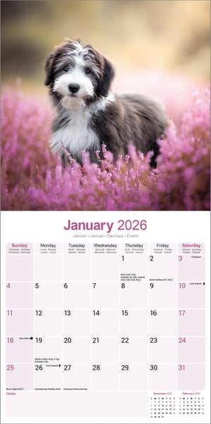 Bearded Collie Kalender 2026