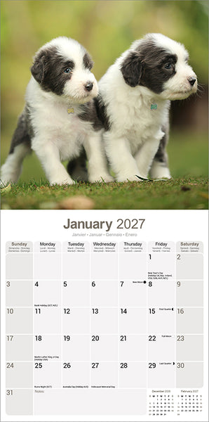 Bearded Collie Kalender 2027