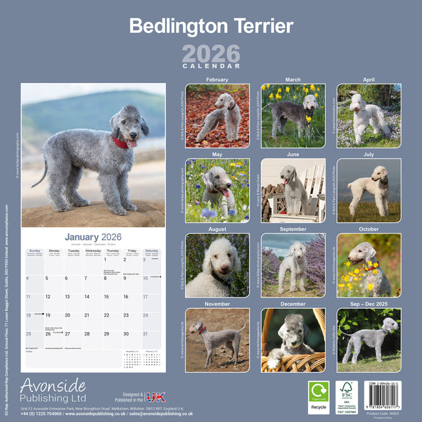 Bedlington Terrier Kalender 2026