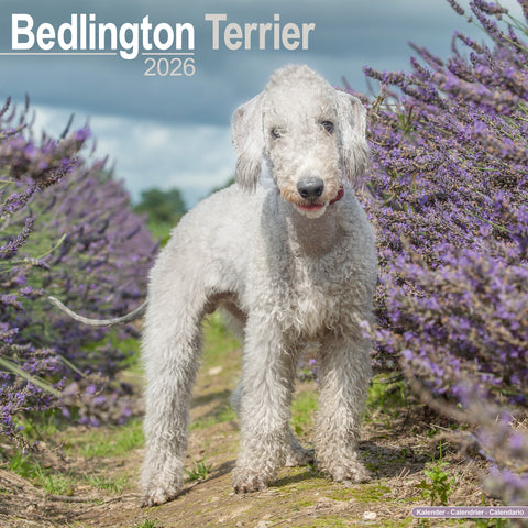 Bedlington Terrier Kalender 2026
