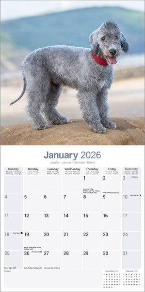 Bedlington Terrier Kalender 2026