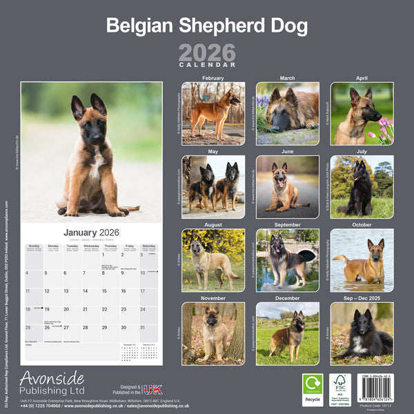 Belgian Shepherd Kalender 2026