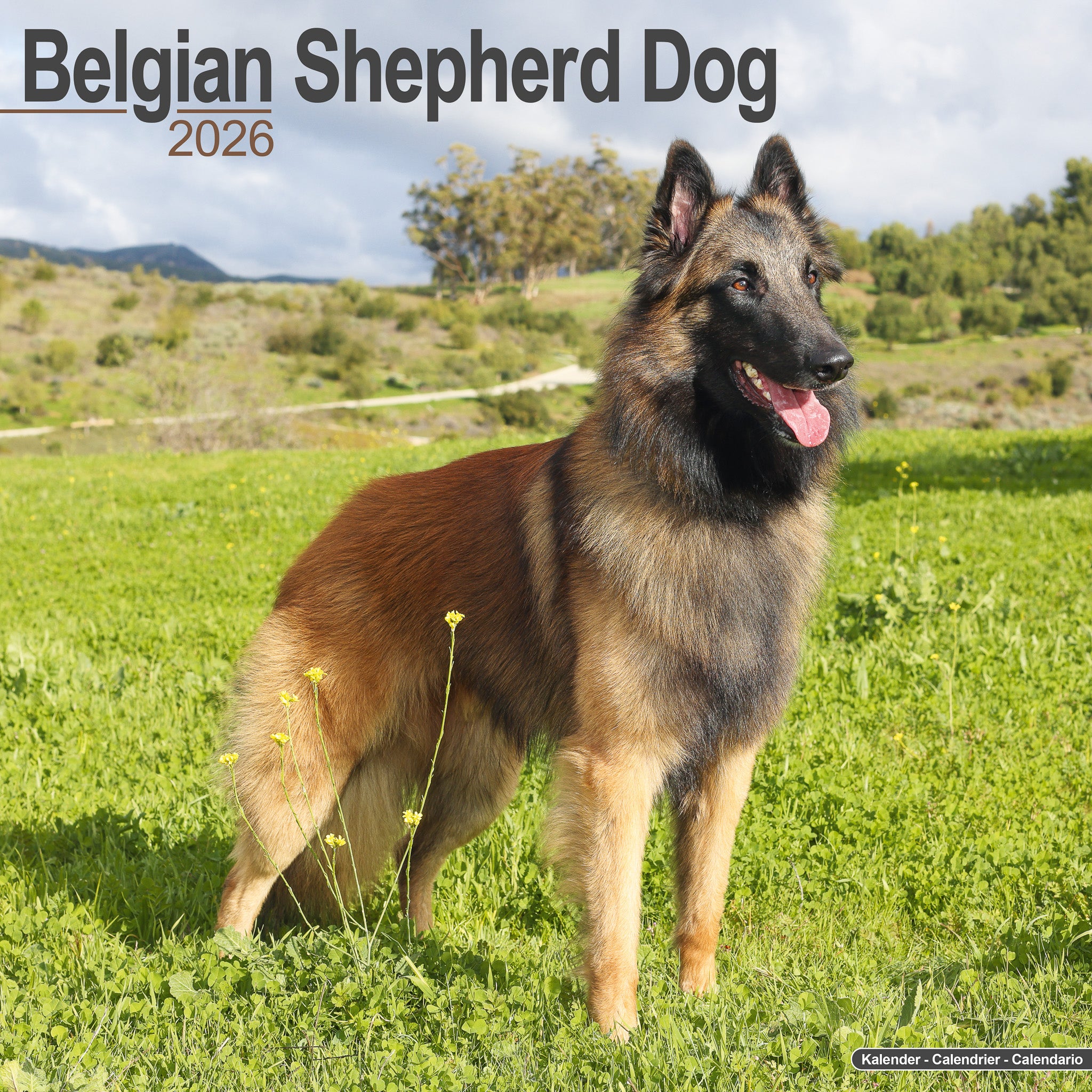 Belgian Shepherd Kalender 2026