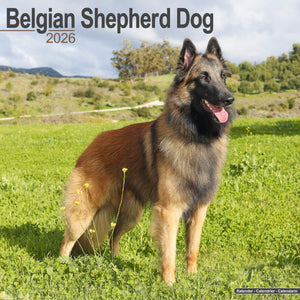 Belgian Shepherd Kalender 2026