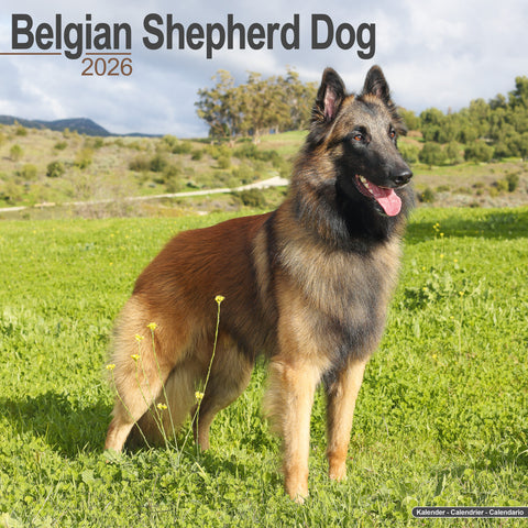 Belgian Shepherd Kalender 2026
