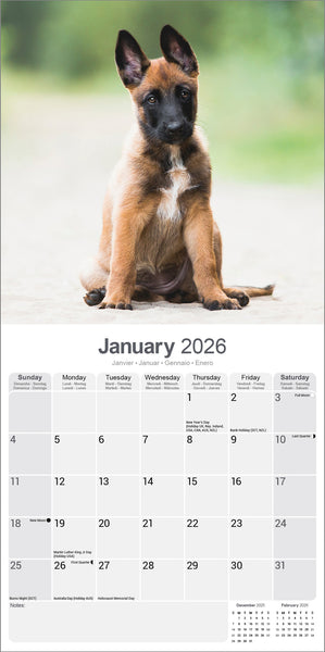 Belgian Shepherd Kalender 2026