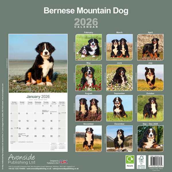 Bernese Mountain Dog Kalender 2026