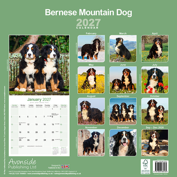 Bernese Mountain Dog Kalender 2027