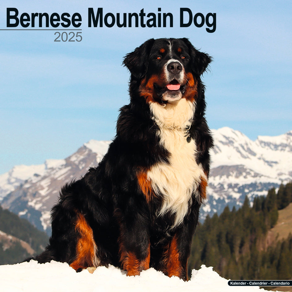 Bernese Mountain Dog Kalender 2025 De Kalenderman