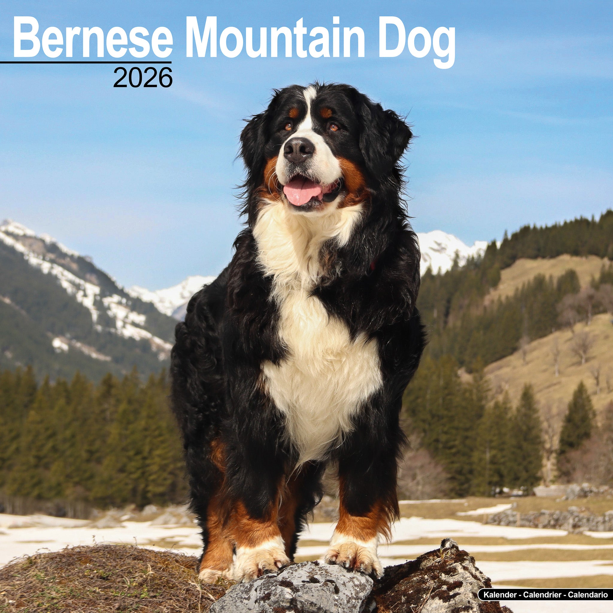 Bernese Mountain Dog Kalender 2026