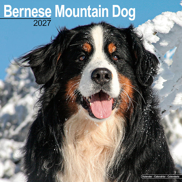 Bernese Mountain Dog Kalender 2027