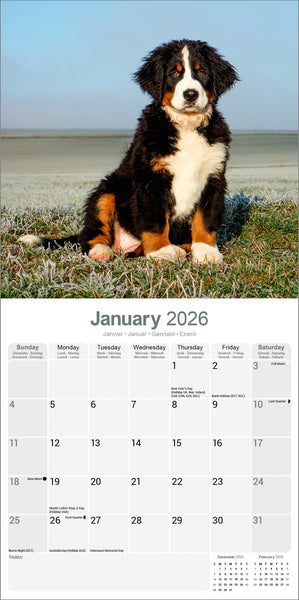 Bernese Mountain Dog Kalender 2026