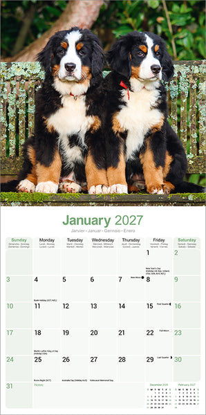 Bernese Mountain Dog Kalender 2027