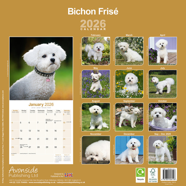 Bichon Frisé Kalender 2026