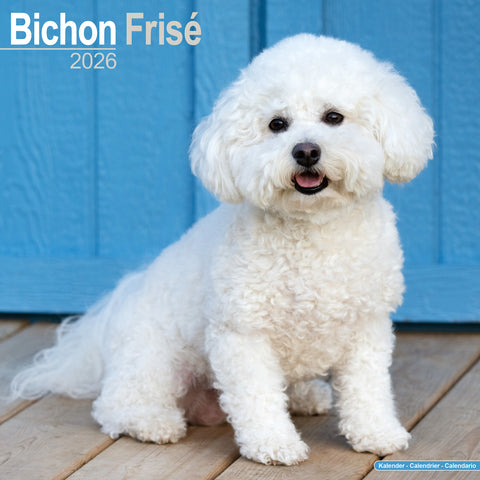 Bichon Frisé Kalender 2026