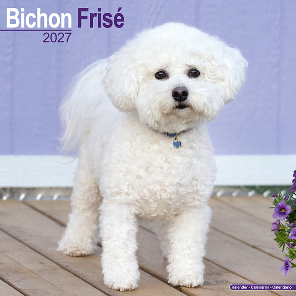 Bichon Frisé Kalender 2027