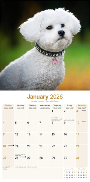 Bichon Frisé Kalender 2026