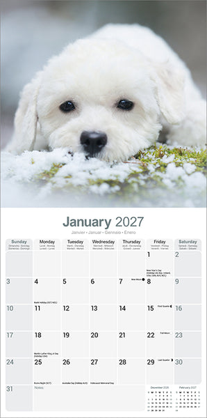 Bichon Frisé Kalender 2027