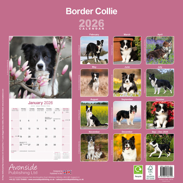 Border Collie Kalender 2026