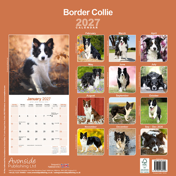 Border Collie Kalender 2027