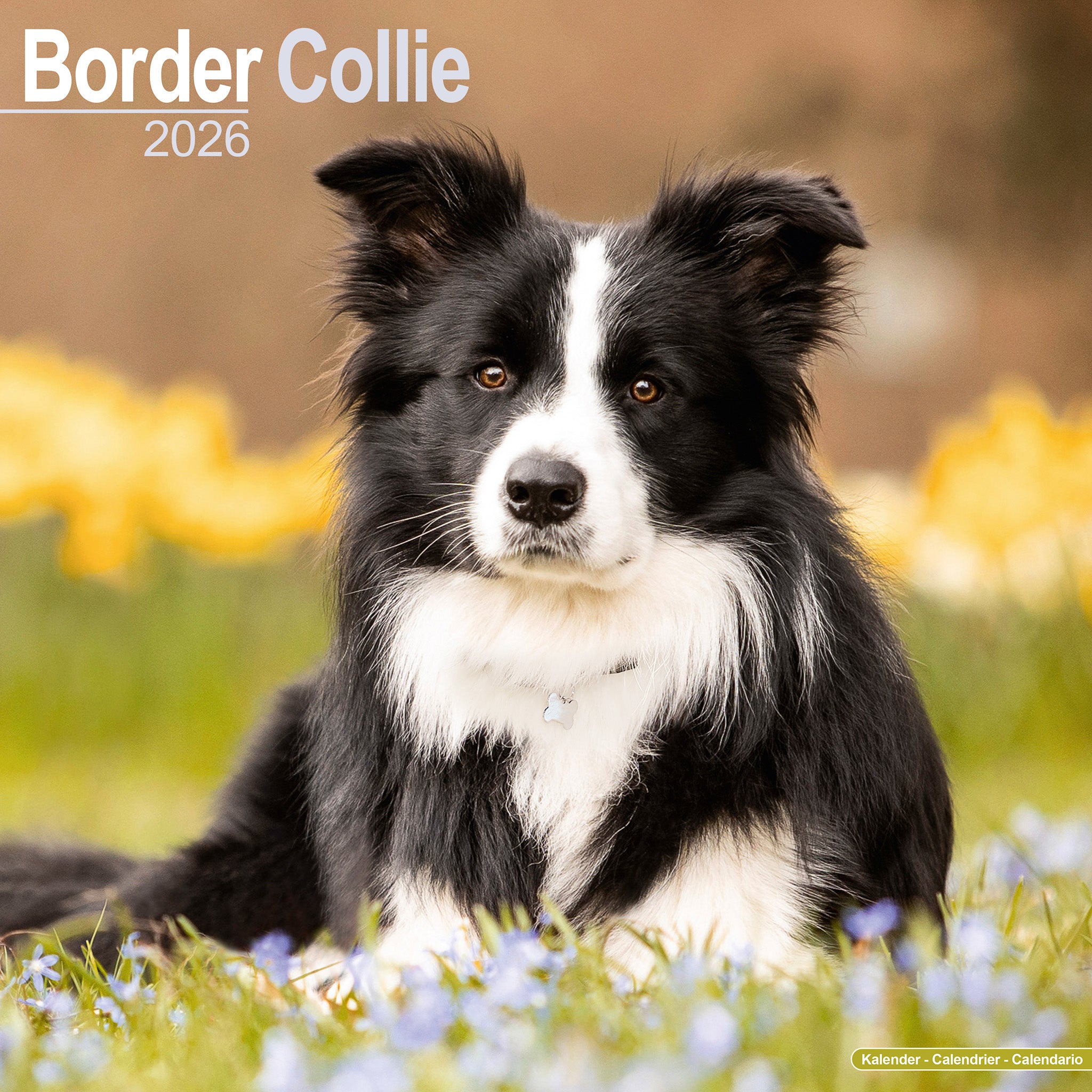 Border Collie Kalender 2026