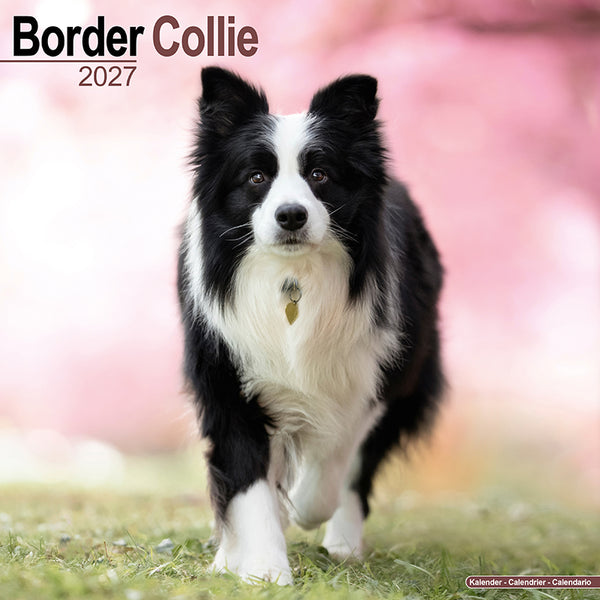 Border Collie Kalender 2027