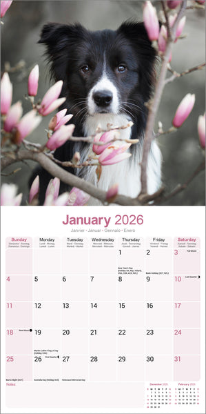 Border Collie Kalender 2026