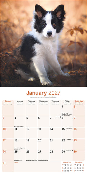 Border Collie Kalender 2027
