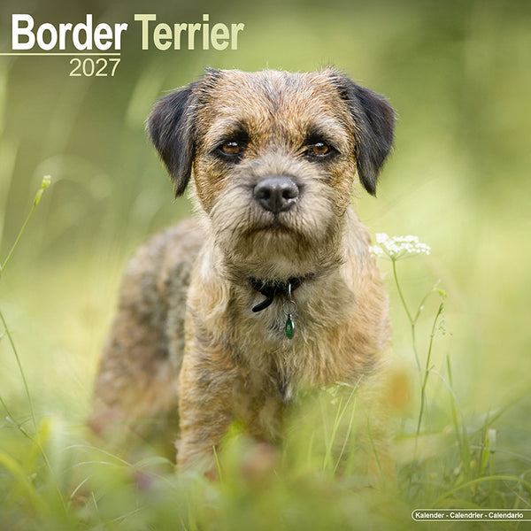 Border Terrier Kalender 2027