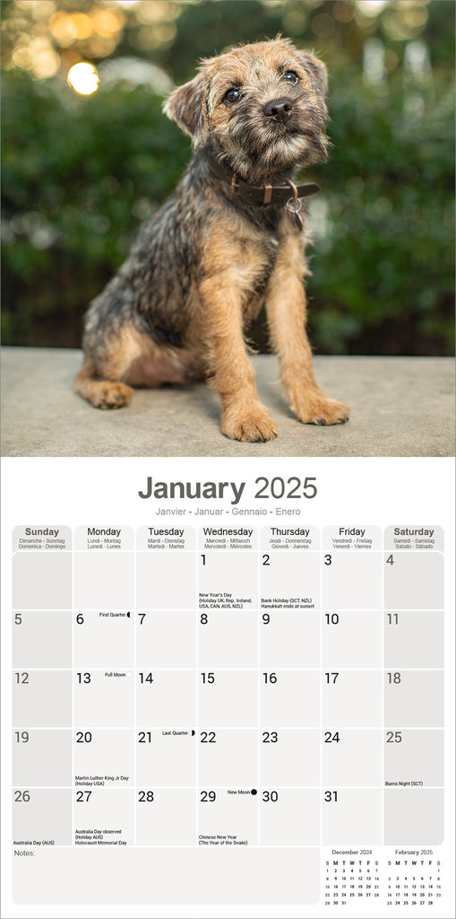Border Terrier Kalender 2025 De Kalenderman