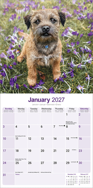 Border Terrier Kalender 2027