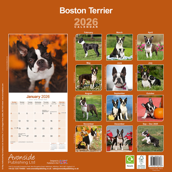 Boston Terrier Kalender 2026