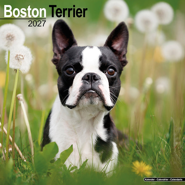 Boston Terrier Kalender 2027