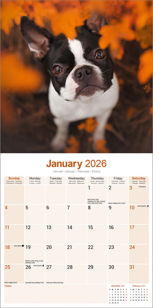 Boston Terrier Kalender 2026