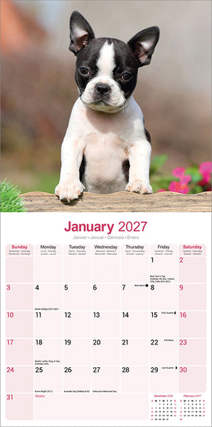 Boston Terrier Kalender 2027