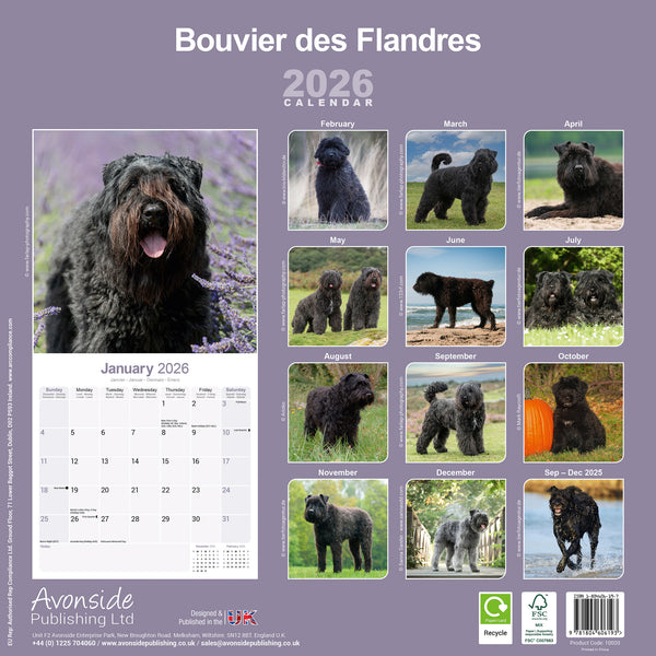 Bouvier des Flandres Kalender 2026