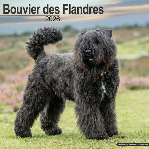 Bouvier des Flandres Kalender 2026